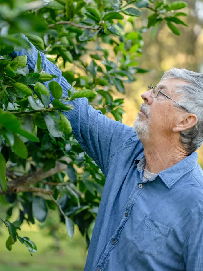 A man reaching up to tend to a fruit tree in the garden