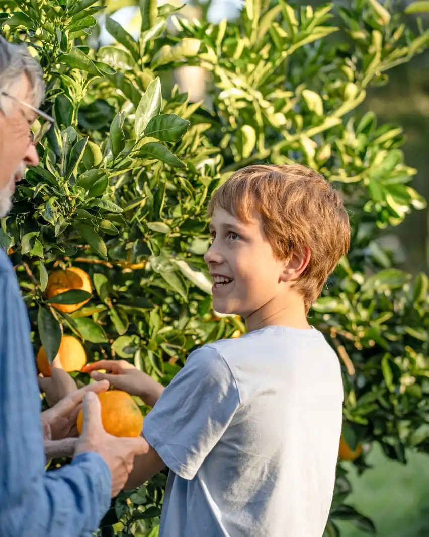 A young person picking oranges from a tree in a garden